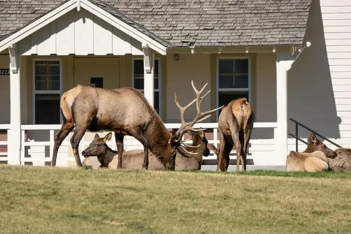 Framed Print : close-up of magnificent male Elk (Cervus canadensis) with a herd of females in front of beige office building Framed Print : close-up of magnificent male Elk (Cervus canadensis) with a herd of females in front of beige office building