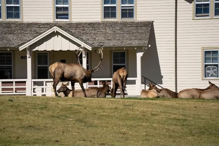 Framed Print : close-up of magnificent male Elk (Cervus canadensis) with a herd of females in front of beige office building Framed Print : close-up of magnificent male Elk (Cervus canadensis) with a herd of females in front of beige office building