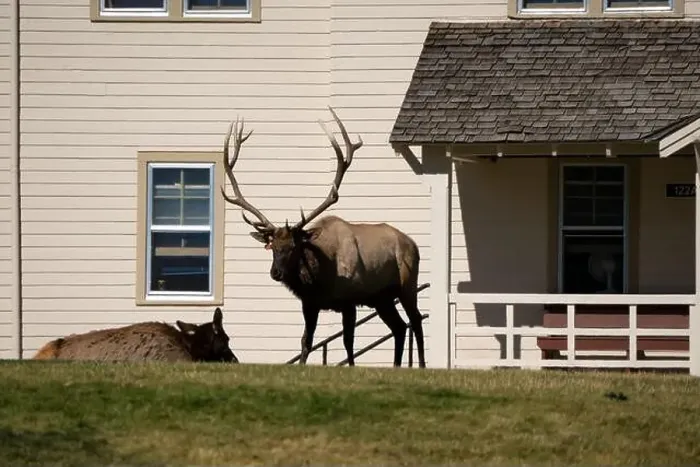 Framed Print : close-up of magnificent male Elk (Cervus canadensis) with a herd of females in front of beige office building Framed Print : close-up of magnificent male Elk (Cervus canadensis) with a herd of females in front of beige office building