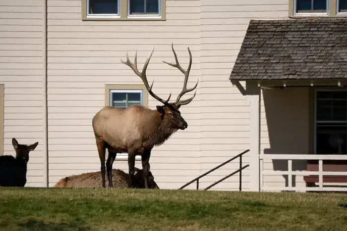 Framed Print : close-up of magnificent male Elk (Cervus canadensis) with a herd of females in front of beige office building Framed Print : close-up of magnificent male Elk (Cervus canadensis) with a herd of females in front of beige office building