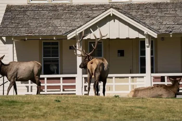 Framed Print : close-up of magnificent male Elk (Cervus canadensis) with a herd of females in front of beige office building Framed Print : close-up of magnificent male Elk (Cervus canadensis) with a herd of females in front of beige office building