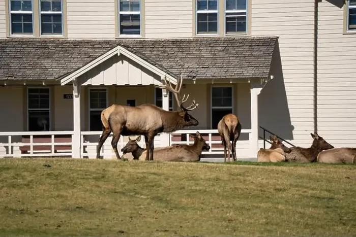 Framed Print : close-up of magnificent male Elk (Cervus canadensis) with a herd of females in front of beige office building Framed Print : close-up of magnificent male Elk (Cervus canadensis) with a herd of females in front of beige office building