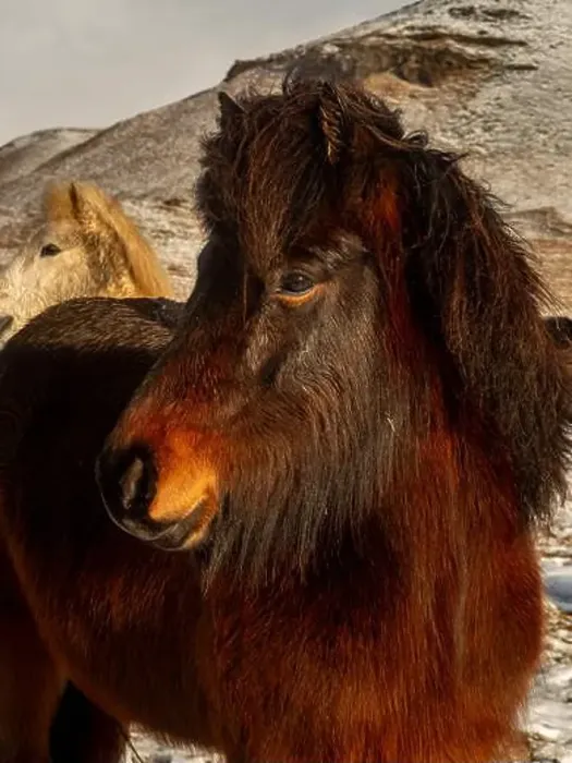 Framed Print : Close-up of a majestic Icelandic horse with a rich Framed Print : Close-up of a majestic Icelandic horse with a rich