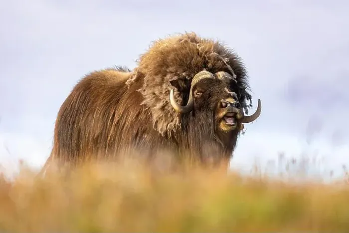 Framed Print : Close-up of a male muskox. Republic of Sakha, Yakutia, Russia Framed Print : Close-up of a male muskox. Republic of Sakha, Yakutia, Russia