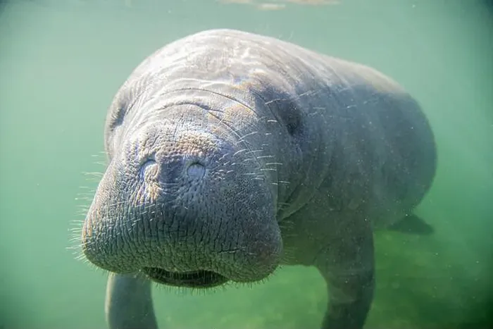 Framed Print : Close-up of a manatee swimming underwater, Crystal Springs, Florida, USA Framed Print : Close-up of a manatee swimming underwater, Crystal Springs, Florida, USA