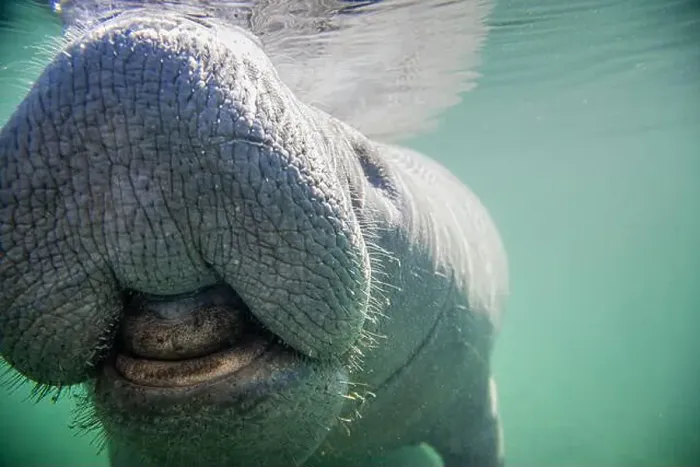 Framed Print : Close-up of a manatee swimming underwater, Florida, USA Framed Print : Close-up of a manatee swimming underwater, Florida, USA