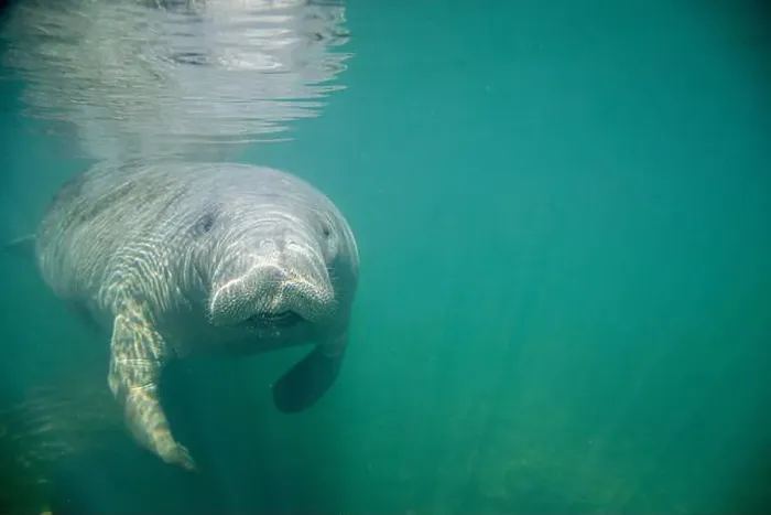 Framed Print : Close-up of a manatee swimming underwater, Florida, USA Framed Print : Close-up of a manatee swimming underwater, Florida, USA