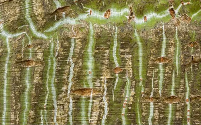 Framed Print : Close-up of Manchu snakebark maple bark showcasing distinctive striped patterns Framed Print : Close-up of Manchu snakebark maple bark showcasing distinctive striped patterns