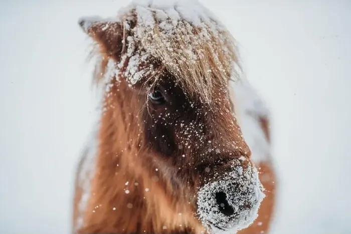 Framed Print : Close-up of a miniature brown horse standing outdoors in the snow, Canada Framed Print : Close-up of a miniature brown horse standing outdoors in the snow, Canada