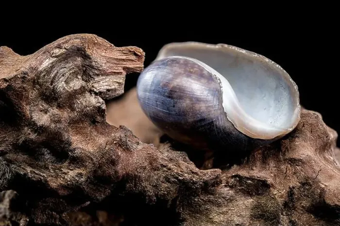 Framed Print : Close-up of a Nerite snail shell resting on textured driftwood against a black background Framed Print : Close-up of a Nerite snail shell resting on textured driftwood against a black background