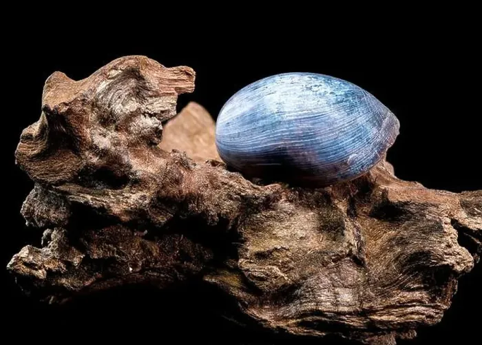 Framed Print : Close-up of a Nerite snail shell resting on textured driftwood against a black background Framed Print : Close-up of a Nerite snail shell resting on textured driftwood against a black background