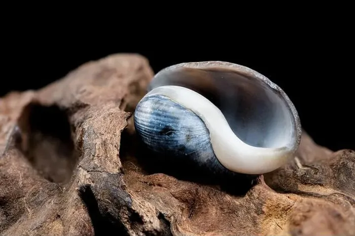 Framed Print : Close-up of a Nerite snail shell resting on textured driftwood against a black background Framed Print : Close-up of a Nerite snail shell resting on textured driftwood against a black background