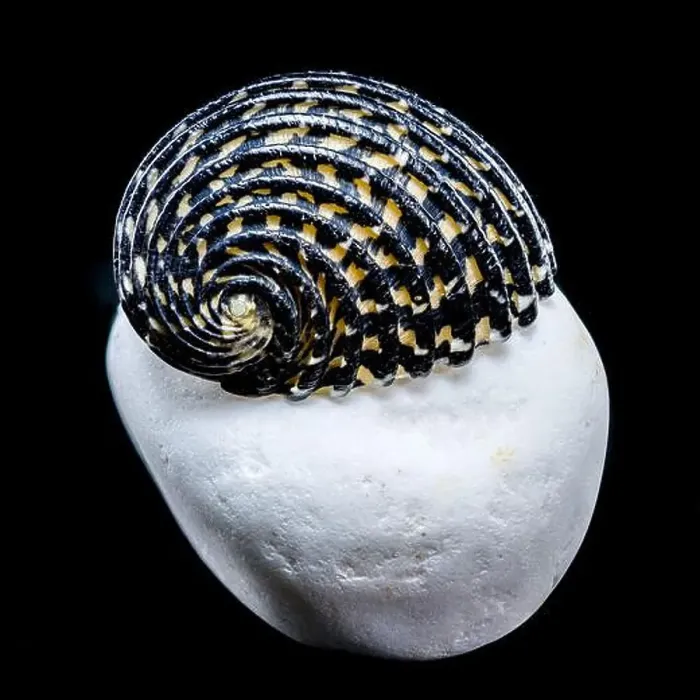 Framed Print : Close-up of a Neritodryas cornea shell with black and yellow stripes Framed Print : Close-up of a Neritodryas cornea shell with black and yellow stripes