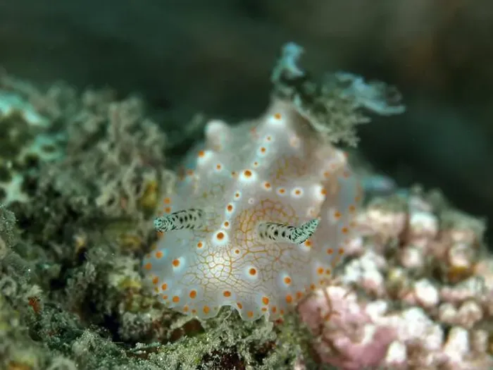Framed Print : Close-up of nudibranch with orange dots Framed Print : Close-up of nudibranch with orange dots
