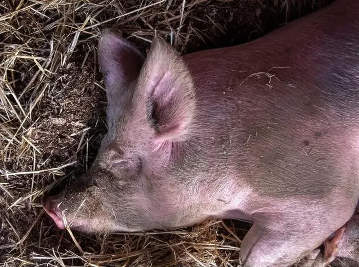 Framed Print : Close-up overhead view of a pig covered in dust resting on straw in an animal pen Framed Print : Close-up overhead view of a pig covered in dust resting on straw in an animal pen
