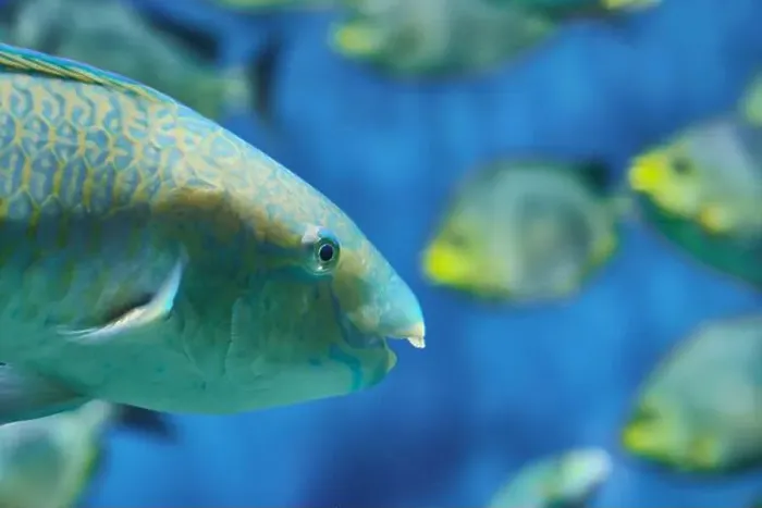 Framed Print : Close-up of parrot fish, colorful fish with intricate scales and beak-like mouth Framed Print : Close-up of parrot fish, colorful fish with intricate scales and beak-like mouth