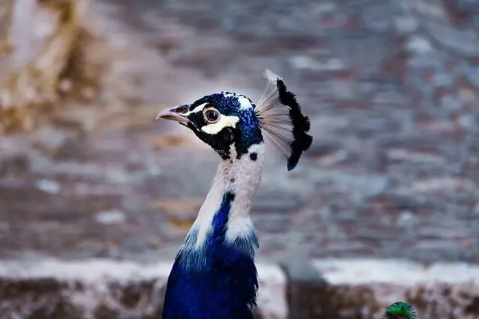 Framed Print : close-up of a peacock's head looking in profile to the camera Framed Print : close-up of a peacock's head looking in profile to the camera