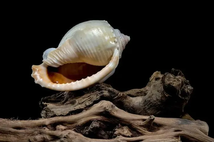 Framed Print : Close-up of a Phalium glaucum seashell placed on weathered driftwood Framed Print : Close-up of a Phalium glaucum seashell placed on weathered driftwood