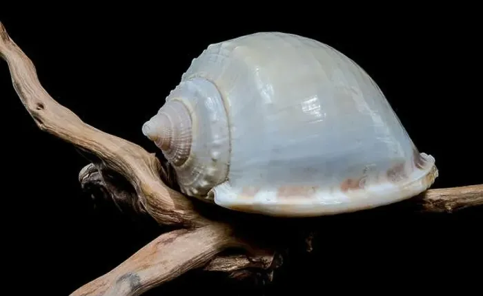 Framed Print : Close-up of a Phalium glaucum seashell placed on weathered driftwood Framed Print : Close-up of a Phalium glaucum seashell placed on weathered driftwood