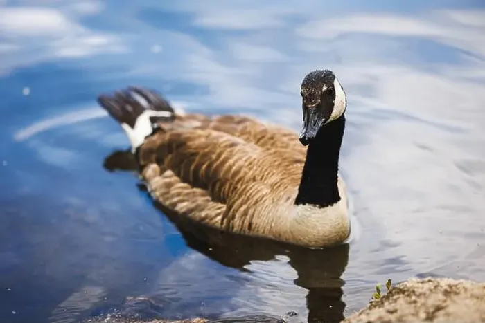 Framed Print : A close-up photograph of a Canada Goose swimming serenely in a calm, blue lake. Ideal for nature and wildlife themes Framed Print : A close-up photograph of a Canada Goose swimming serenely in a calm, blue lake. Ideal for nature and wildlife themes