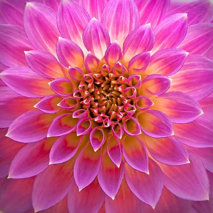 Framed Print : Close-up of pink dahlia flower Framed Print : Close-up of pink dahlia flower