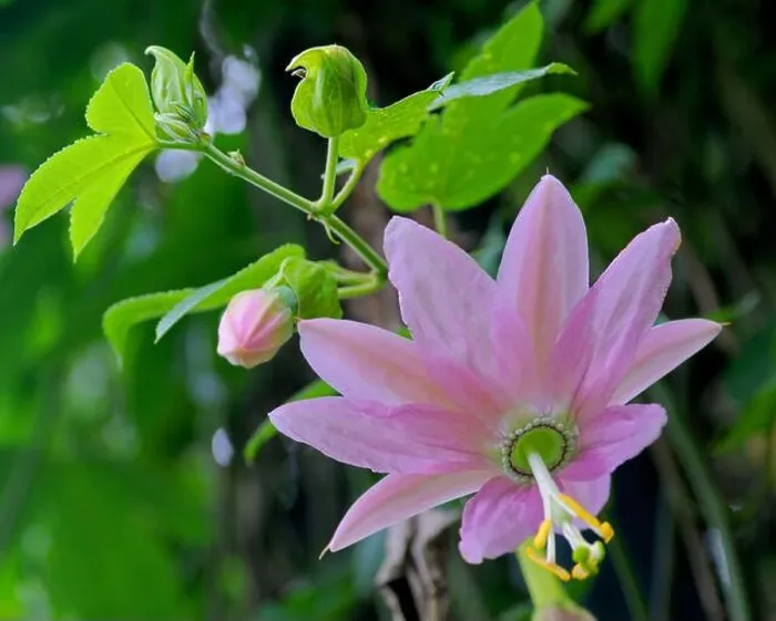 Framed Print : Close-up pink passiflora flower in nature (Sri Lanka) Framed Print : Close-up pink passiflora flower in nature (Sri Lanka)