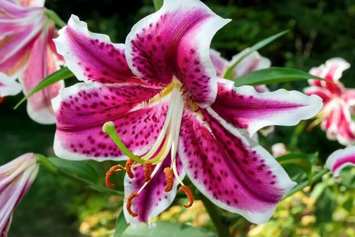 Framed Print : Close-up of a pink and white Stargazer lily flower in full bloom Framed Print : Close-up of a pink and white Stargazer lily flower in full bloom