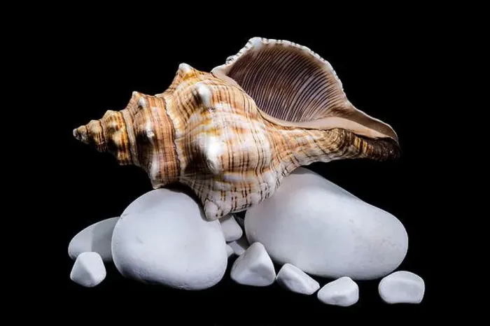 Framed Print : Close-up of a Pleuroploca trapezium shell