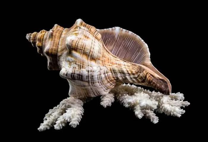 Framed Print : Close-up of a Pleuroploca trapezium shell