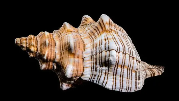 Framed Print : Close-up of a Pleuroploca trapezium shell