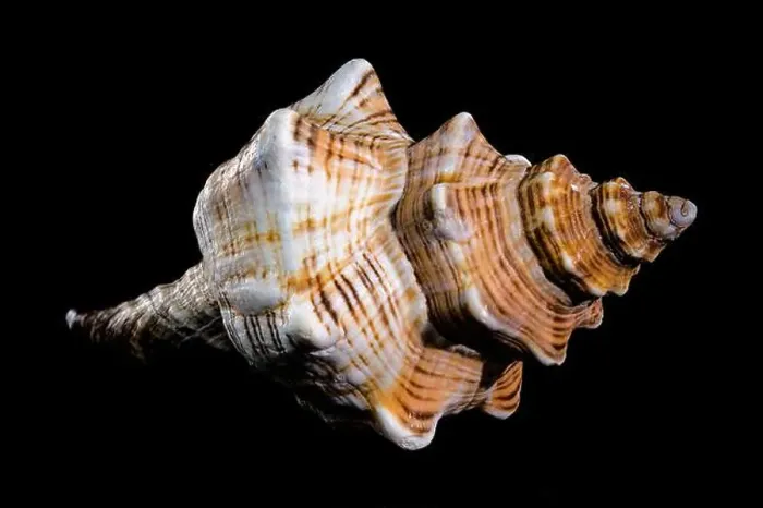 Framed Print : Close-up of a Pleuroploca trapezium shell