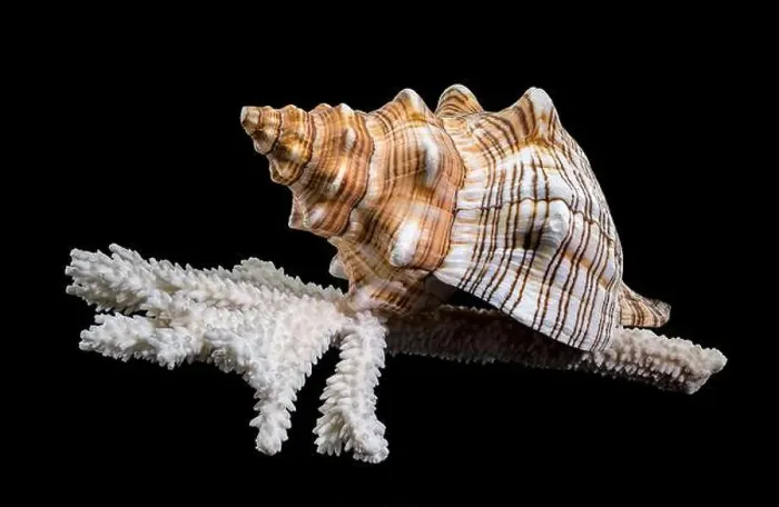 Framed Print : Close-up of a Pleuroploca trapezium shell