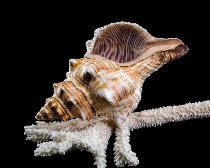Framed Print : Close-up of a Pleuroploca trapezium shell