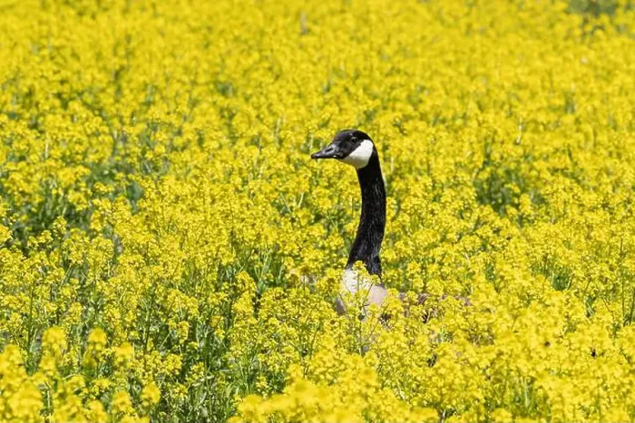 Framed Print : Close-up portrait of a Canada Goose nesting in a field of yellow wildflowers in spring Framed Print : Close-up portrait of a Canada Goose nesting in a field of yellow wildflowers in spring
