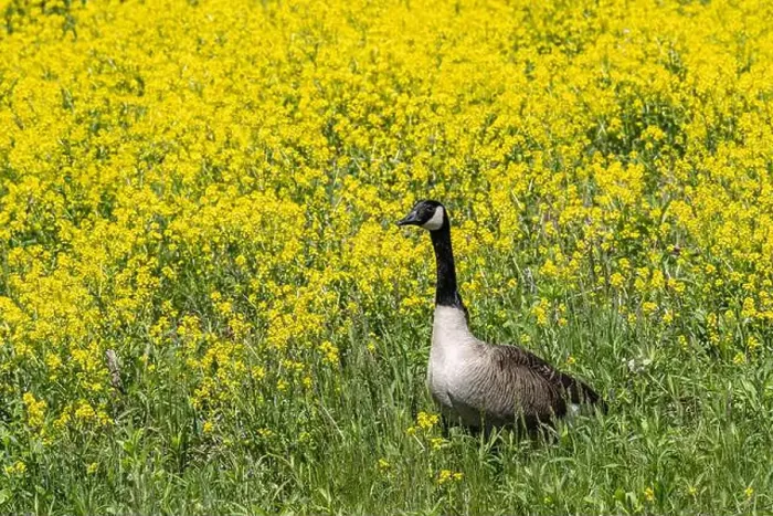 Framed Print : Close-up portrait of a Canada Goose walking in a field of yellow wildflowers in spring Framed Print : Close-up portrait of a Canada Goose walking in a field of yellow wildflowers in spring