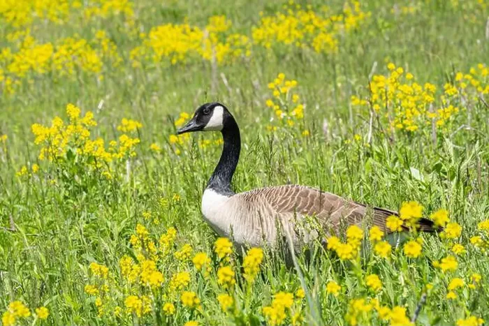 Framed Print : Close-up portrait of a Canada Goose walking in a field of yellow wildflowers in spring Framed Print : Close-up portrait of a Canada Goose walking in a field of yellow wildflowers in spring