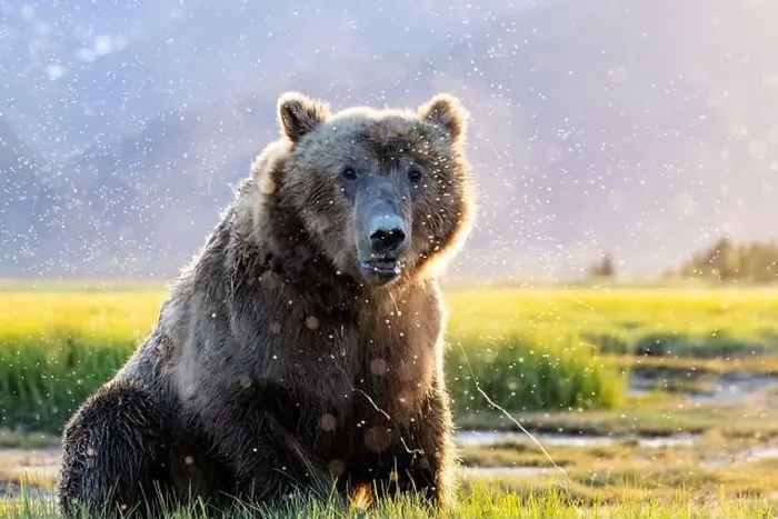 Framed Print : Close-up portrait of Coastal Brown Bear - Brown Bear Bay Framed Print : Close-up portrait of Coastal Brown Bear - Brown Bear Bay