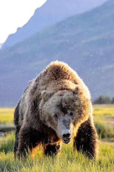 Framed Print : Close-up portrait of Coastal Brown Bear - Brown Bear Bay Framed Print : Close-up portrait of Coastal Brown Bear - Brown Bear Bay