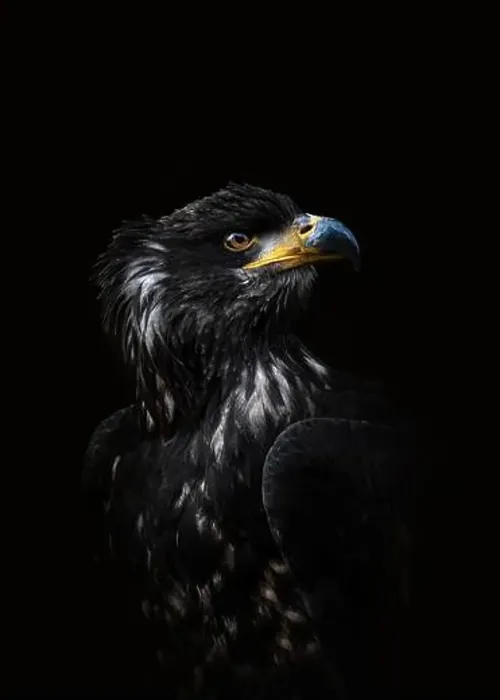 Framed Print : A close-up portrait of a juvenile bald eagle (Haliaeetus leucocephalus) looking to the side, back background, copy space