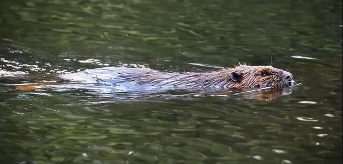 Framed Print : A close-up portrait of an North American beaver swimming on the lake Framed Print : A close-up portrait of an North American beaver swimming on the lake