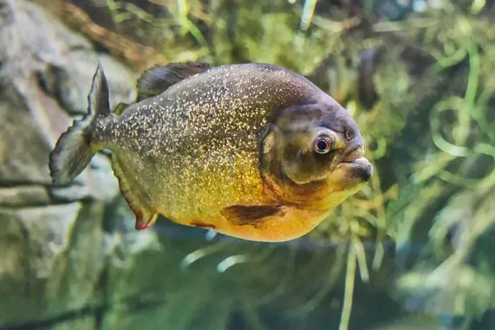 Framed Print : Close-up portrait of piranha, freshwater fish native to South American rivers Framed Print : Close-up portrait of piranha, freshwater fish native to South American rivers