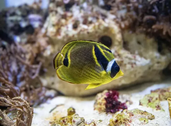 Framed Print : Close-up portrait of a racoon butterflyfish (Chaetodon lunula) Framed Print : Close-up portrait of a racoon butterflyfish (Chaetodon lunula)