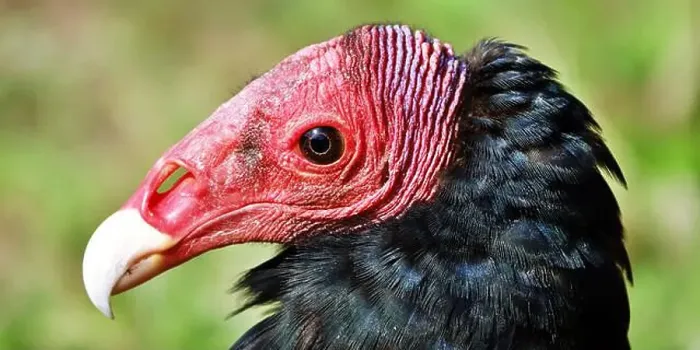 Framed Print : Close-up portrait of red-headed vulture isolated on green background
