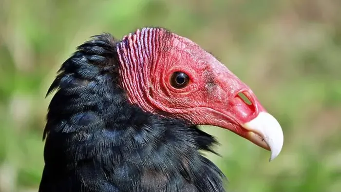 Framed Print : Close-up portrait of red-headed vulture isolated on green background Framed Print : Close-up portrait of red-headed vulture isolated on green background