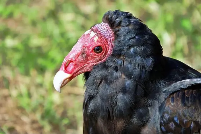 Framed Print : Close-up portrait of red-headed vulture isolated on green background Framed Print : Close-up portrait of red-headed vulture isolated on green background
