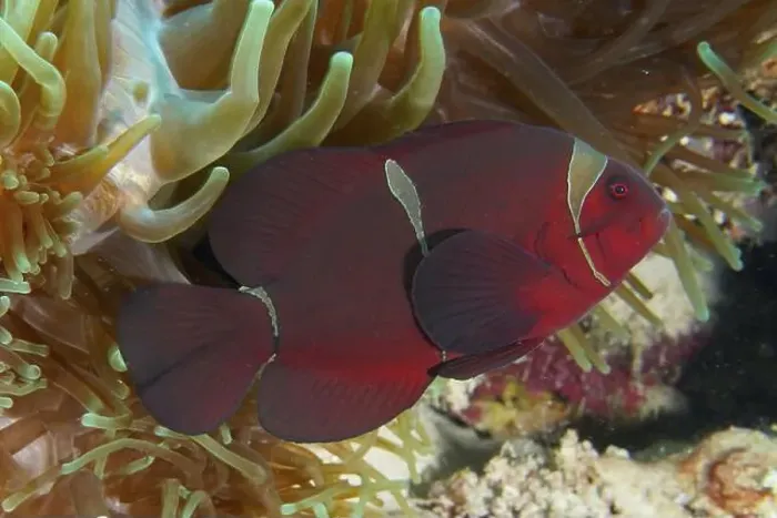 Framed Print : Close-up of a red anemonefish, velvet anemonefish Framed Print : Close-up of a red anemonefish, velvet anemonefish
