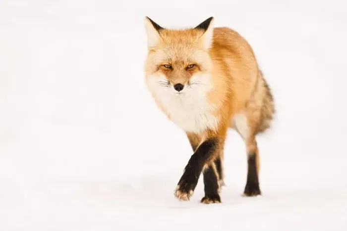 Framed Print : Close-Up of a Red Fox Walking on Snowy Terrain Framed Print : Close-Up of a Red Fox Walking on Snowy Terrain
