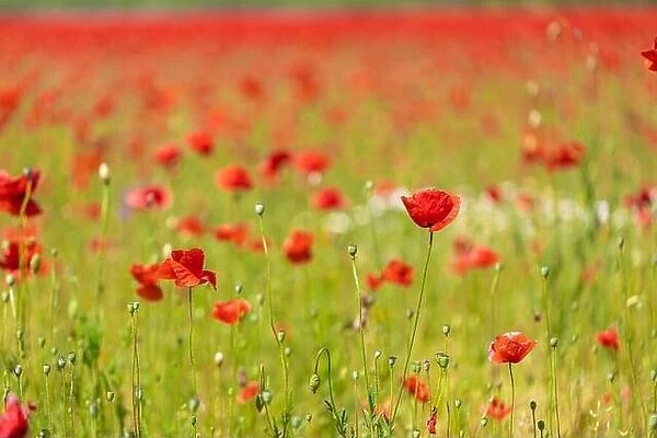 Close-up of red poppy flowering plants on field. Summer floral background, sunrise, sunset dream nature view. Blurred forest field. Relaxing idyllic