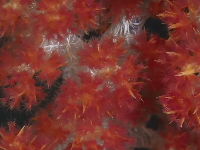 Framed Print : Close-up of red tree coral (Dendronephthya) with soft Framed Print : Close-up of red tree coral (Dendronephthya) with soft