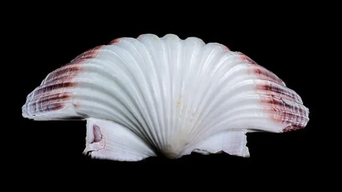 Framed Print : Close-up of a red and white Pecten jacobaeus scallop shell from the Pectinidae family Framed Print : Close-up of a red and white Pecten jacobaeus scallop shell from the Pectinidae family